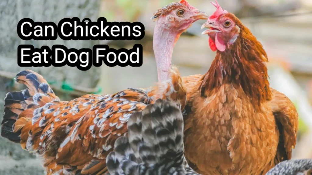 Can Chickens Eat Dog Food? A Complete Guide to the Best Dog Food for Chickens