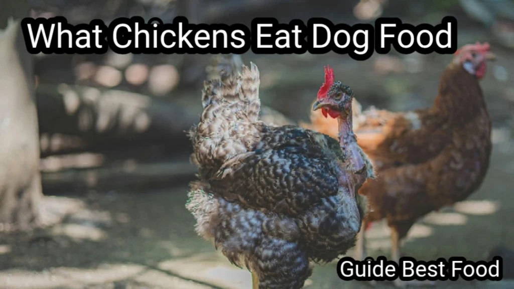 Can Chickens Eat Dog Food? A Complete Guide to the Best Dog Food for Chickens