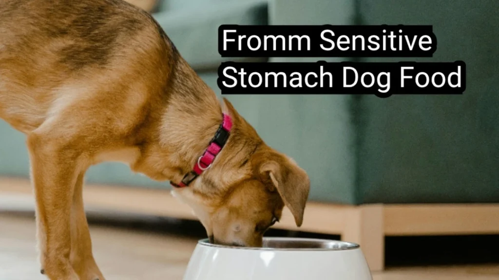 The Best Choice for Your Dog with a Fromm Sensitive Stomach Dog Food